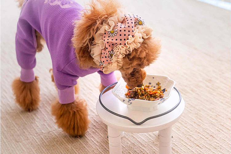 ナチュラルフードを食べるトイプードル01